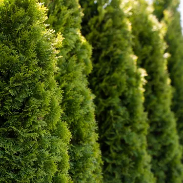 Grøn Hæk Året Rundt